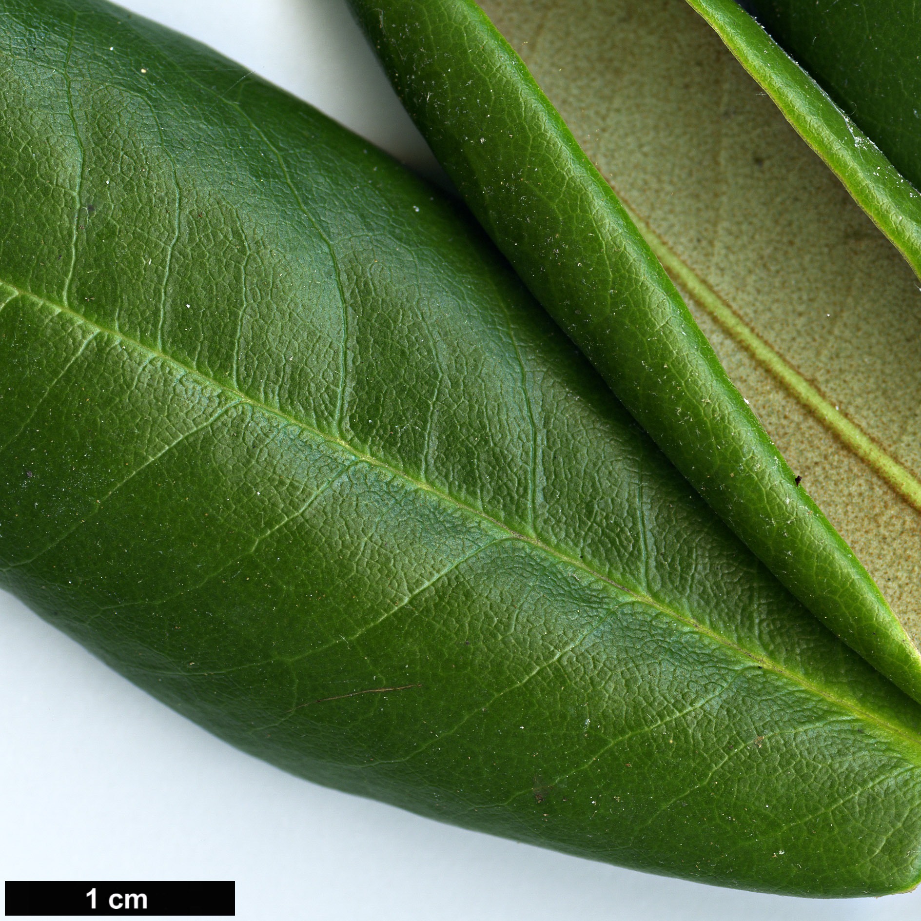 High resolution image: Family: Ericaceae - Genus: Rhododendron - Taxon: brachycarpum - SpeciesSub: subsp. fauriei